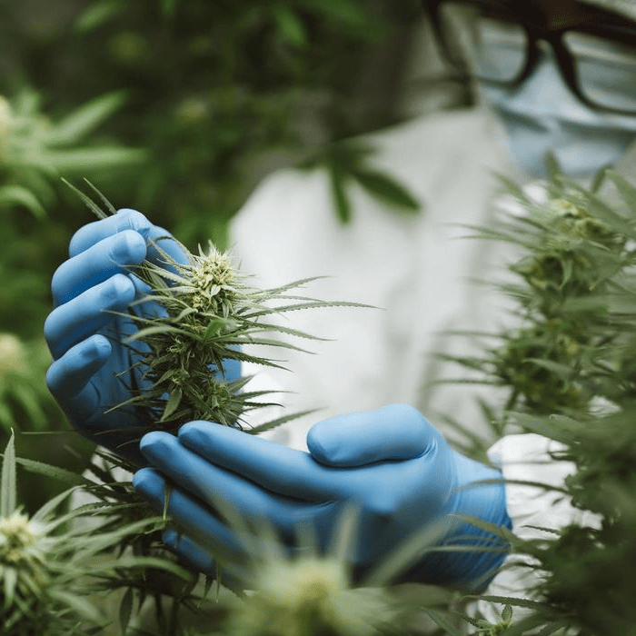 Researchers use hand to hold or examine cannabis plants in the greenhouse for medical research. Marijuana Sativa research concept. CBD oil, Herbal medicine